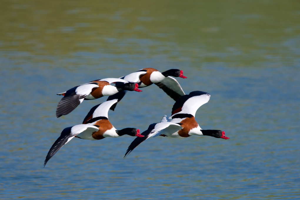 In Formation