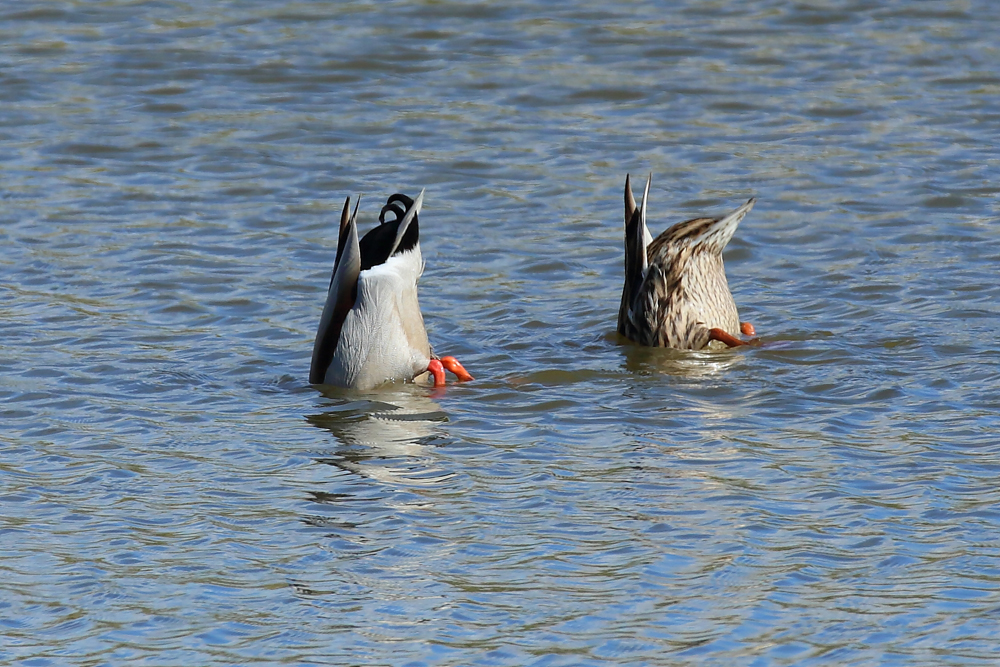 Synchronisation