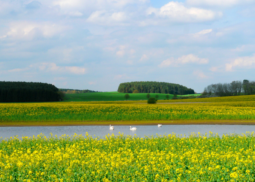 Mecklenburgische Raps(kultur) - Landschaft