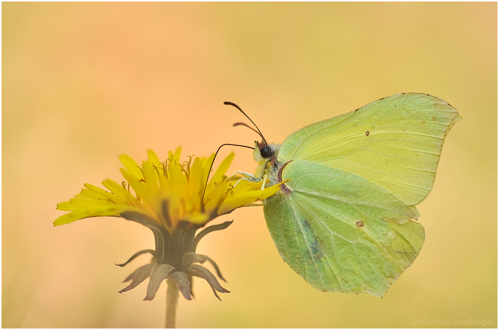 Gonepteryx rhamni