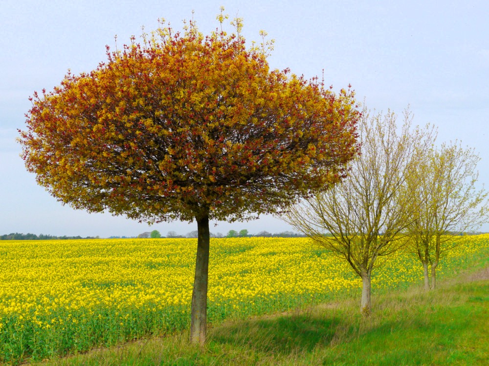 Farben des Frühlings