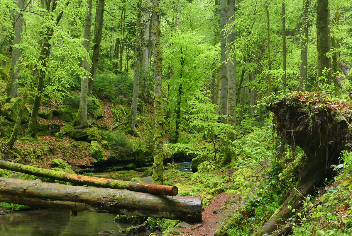 Wildromantisches Tal