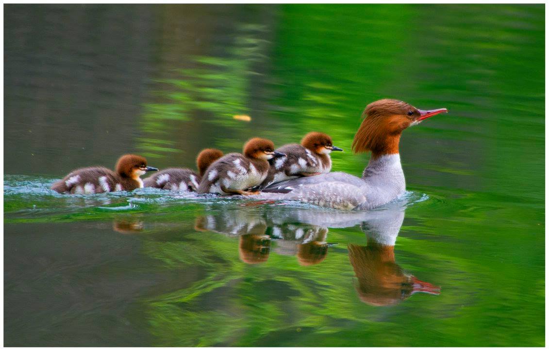 Wassertaxi