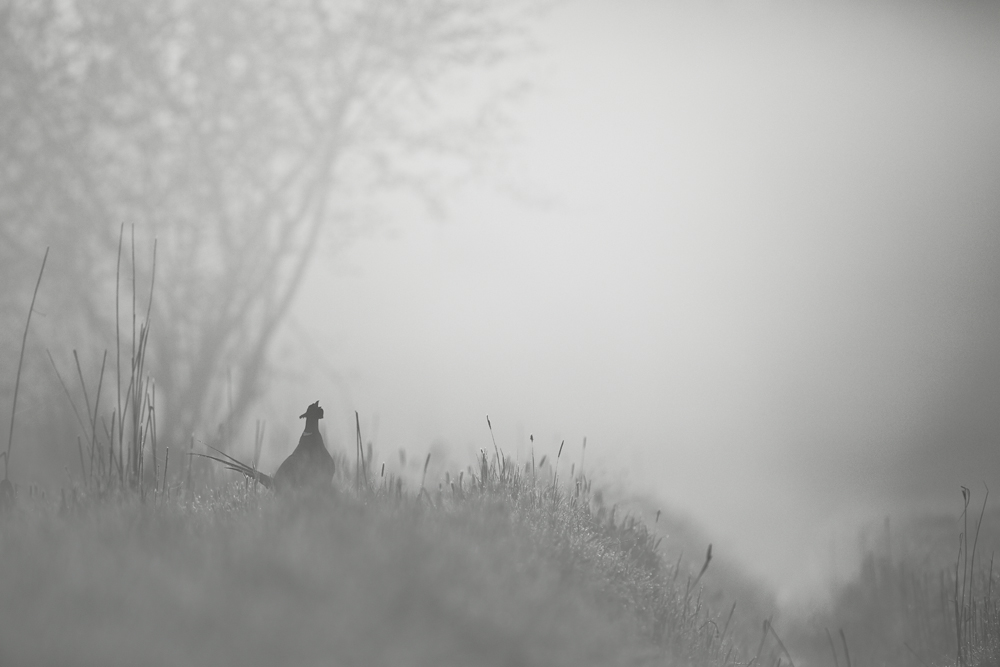 Rufer aus dem Moor
