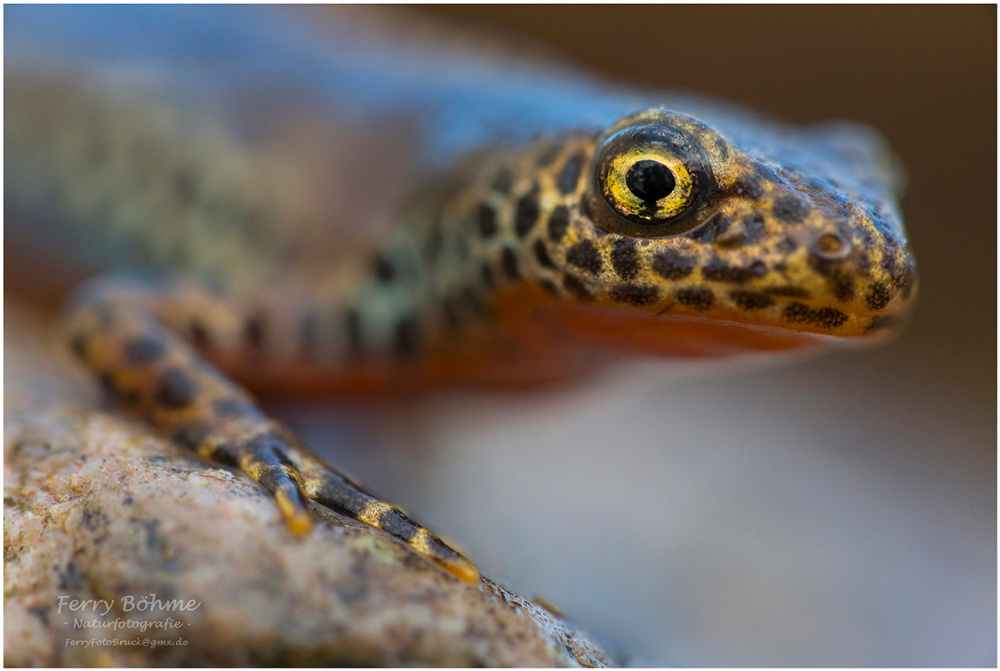 Ein bayerischer Leopardengecko...