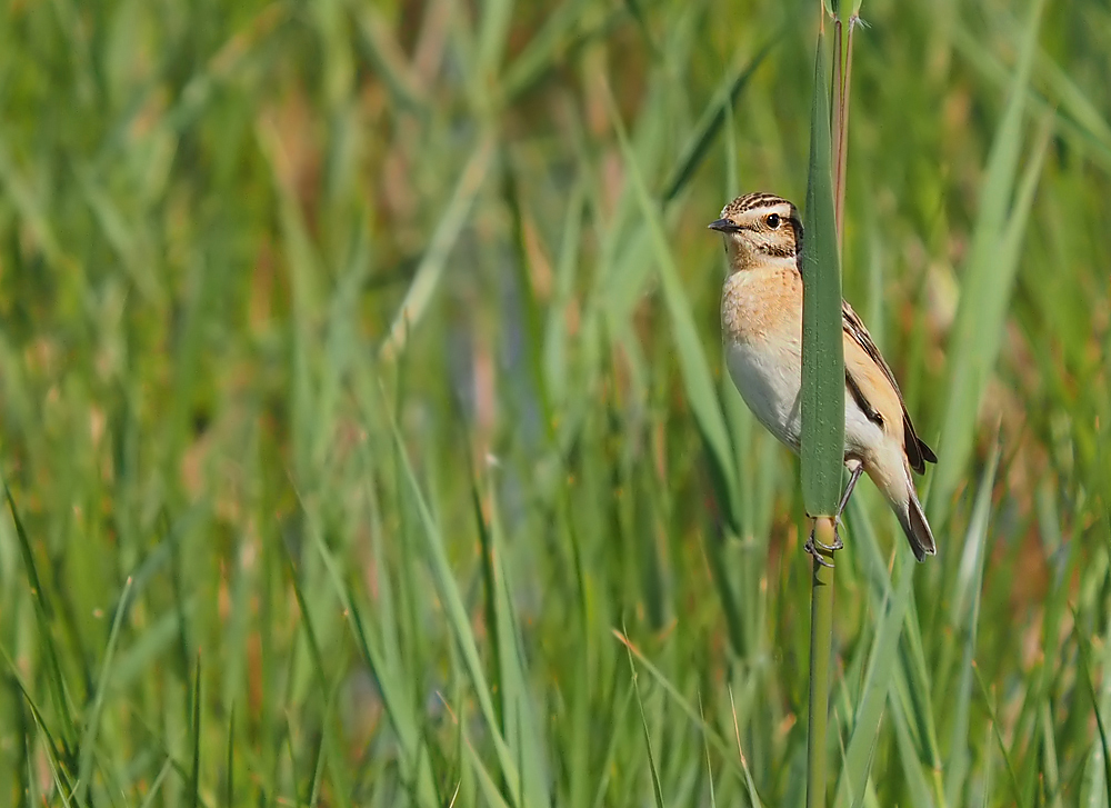 Braunkehlchen im Schilf