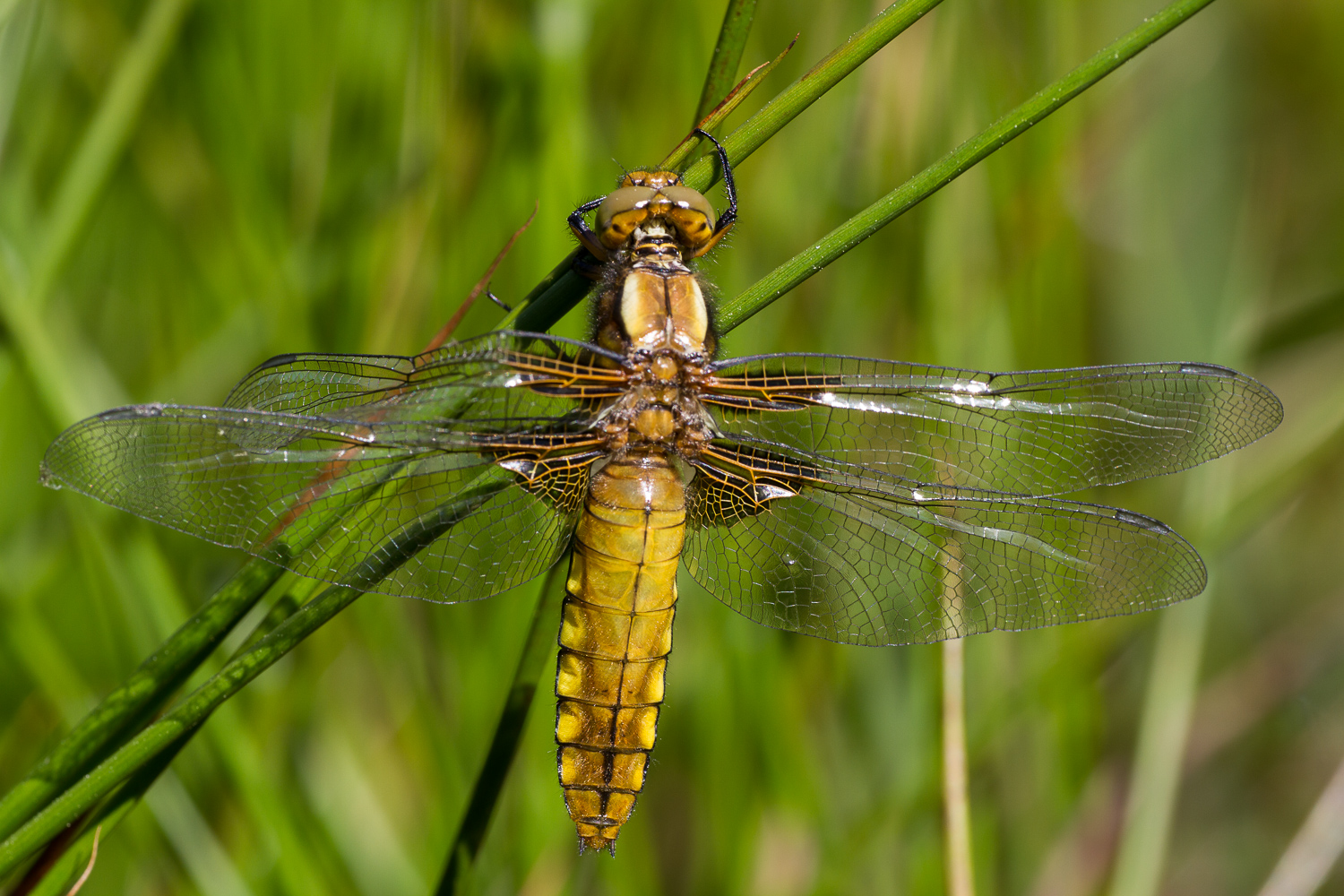 Plattbauch (libellula depressa)