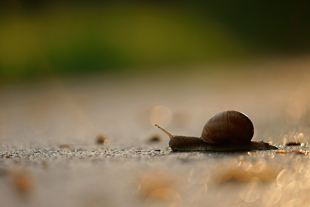 Weinbergschnecke