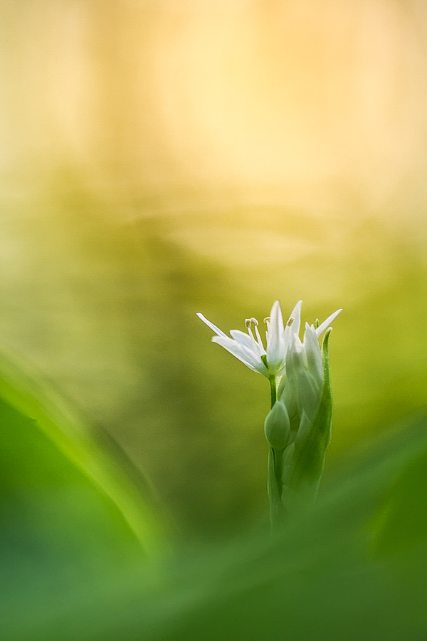 Bärlauchblüten