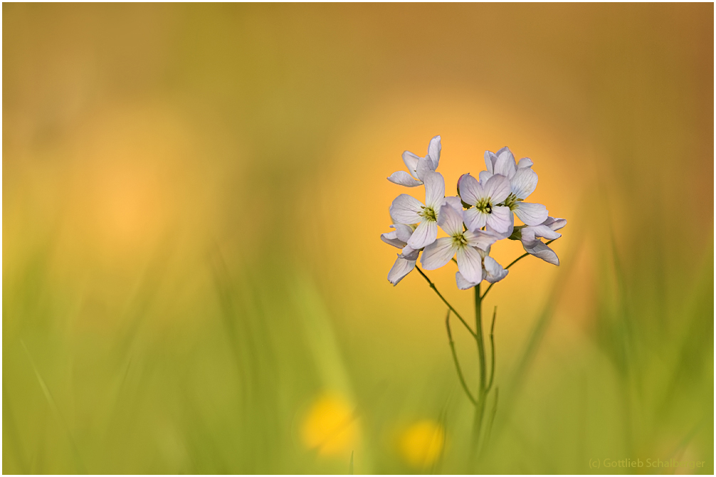 Wiesenschaumkraut am Abend