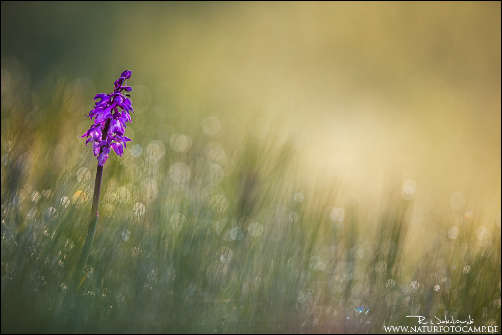 Orchis Mascula