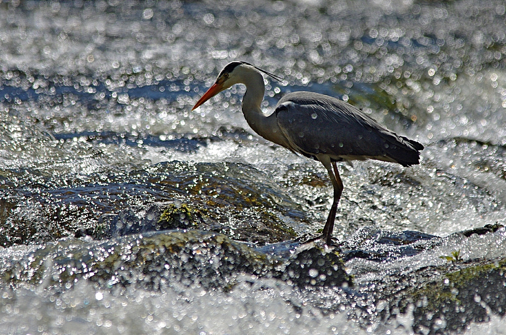 Im Sprudelwasser