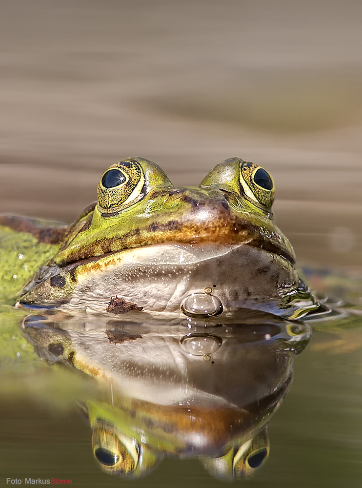 nur ein kleiner Teichfrosch