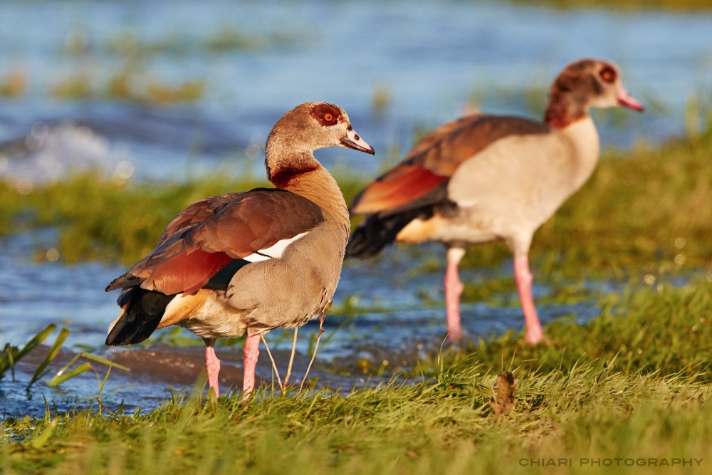 Rheinische Nilgänse