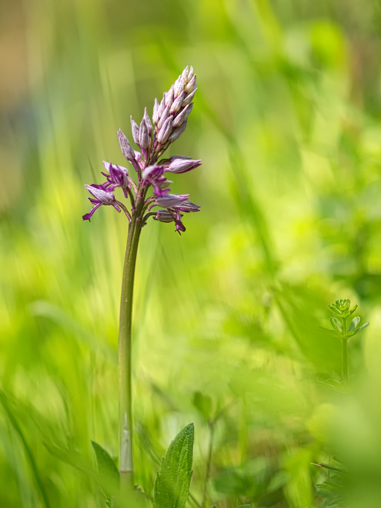 Orchis militaris