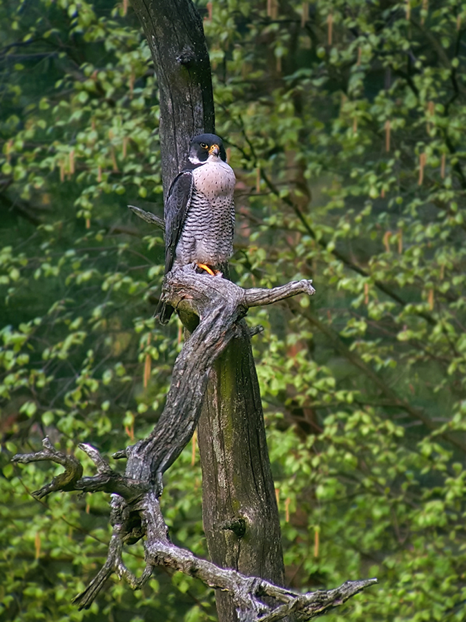 Wanderfalke im letzten Licht