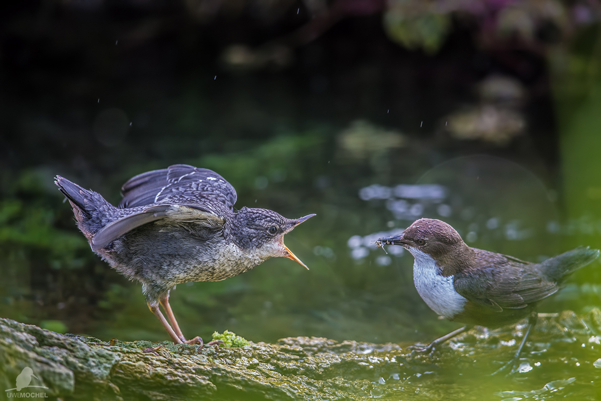 Wasseramsel (Cinclus cinclus)