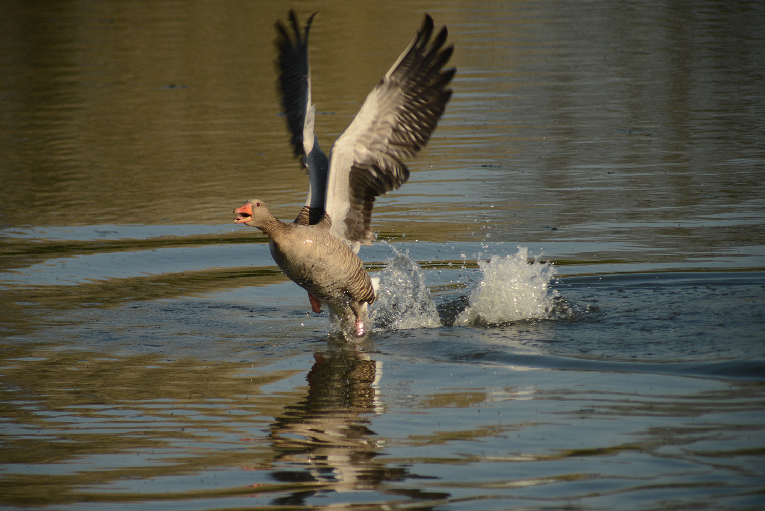 auf der Flucht