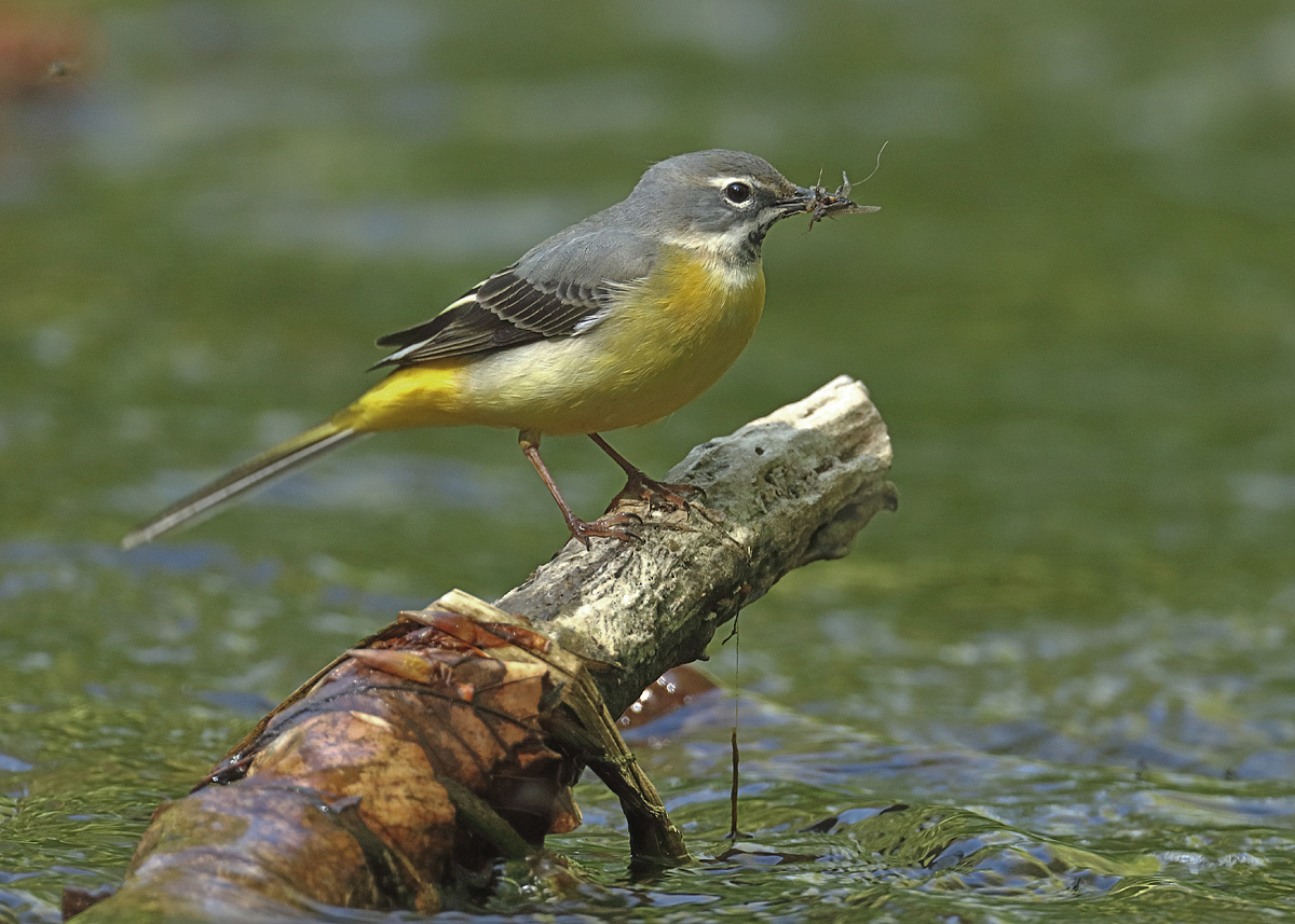 Hübscher Vogel...