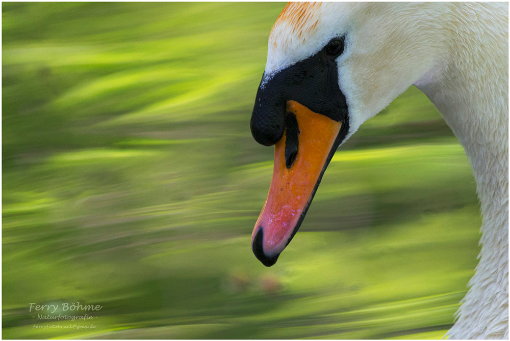 Schwanenportrait