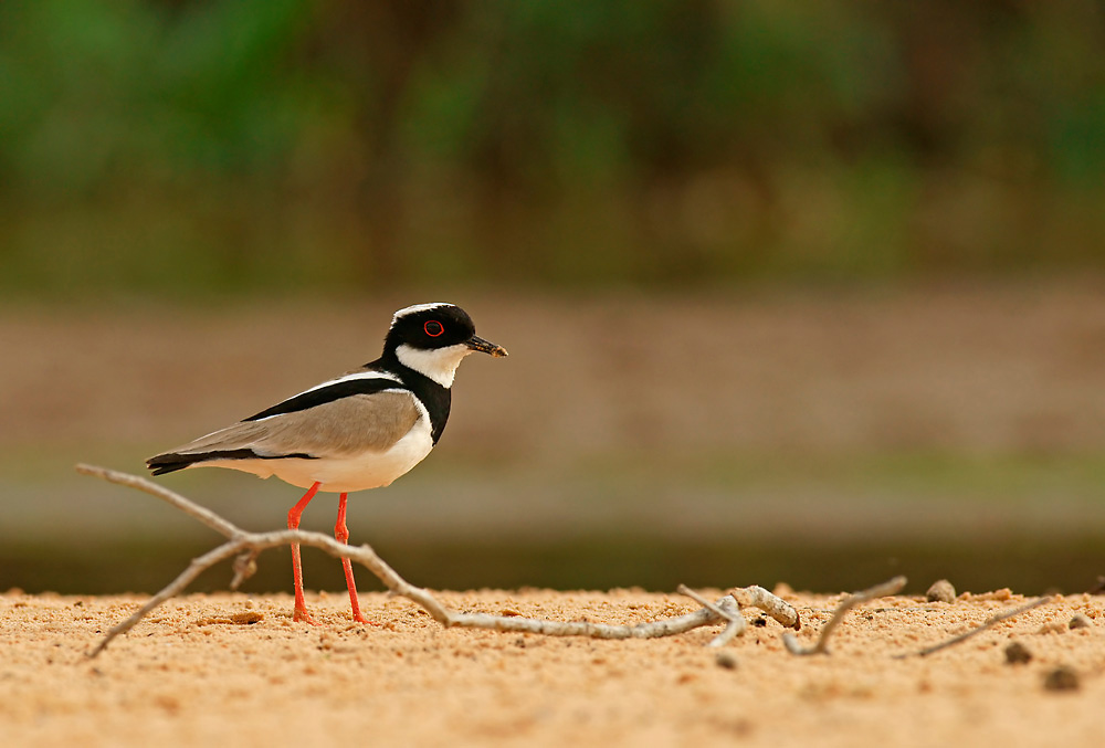 Gescheckter Kiebitz (Vanellus Cayanus)