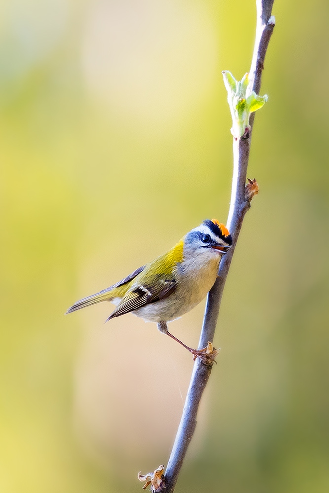 Sommergoldhähnchen