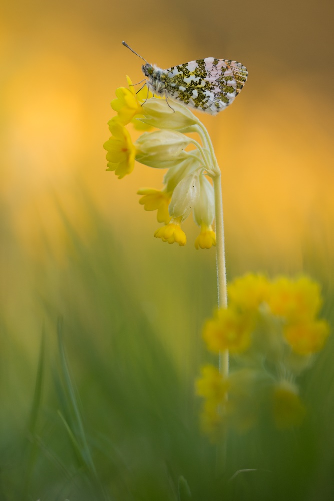 Frühling