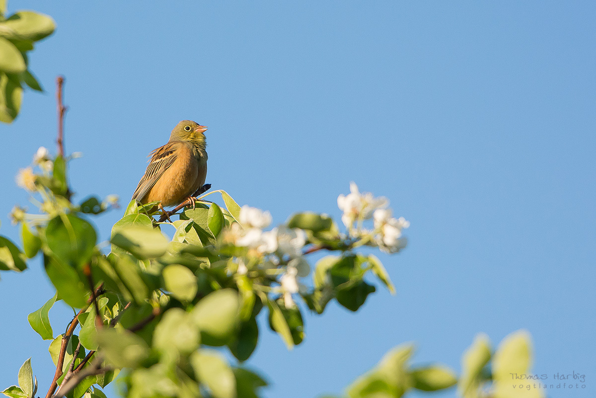 Ortolan