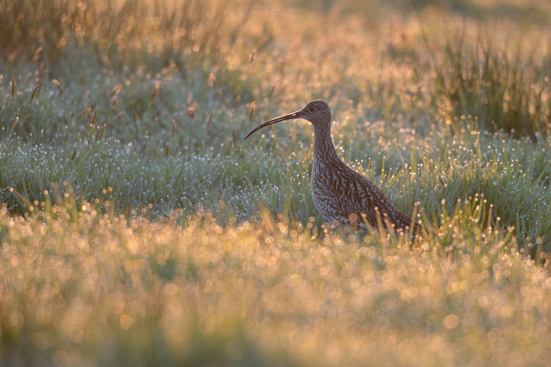 Brachvogel bei Sonnenaufgang