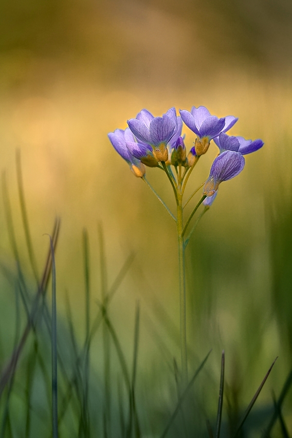 Wiesenschaumkraut im letzten Licht