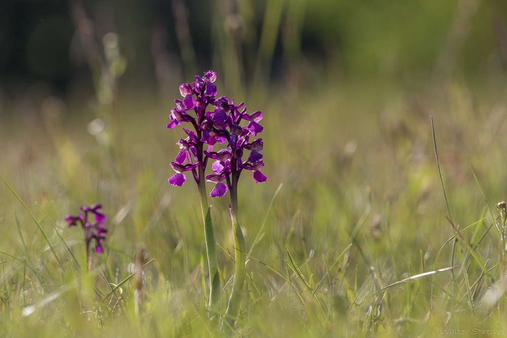 Orchis morio