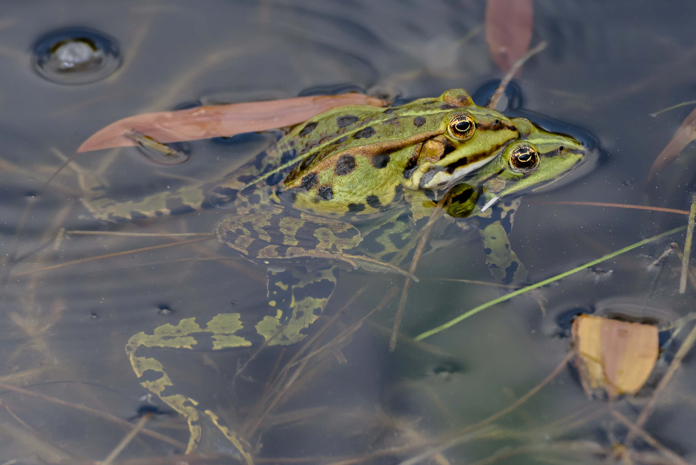 Teichfrosch