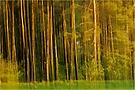 Abendlicht trifft Maiwald
