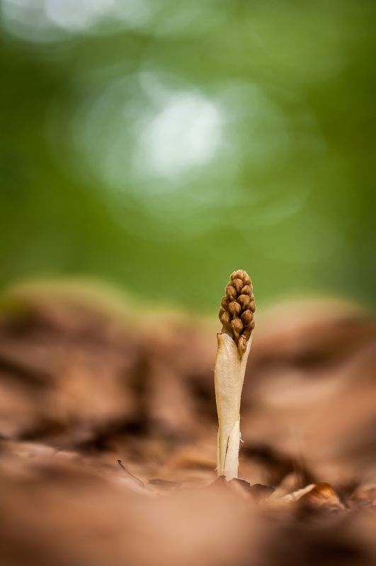 Aus dem Waldboden