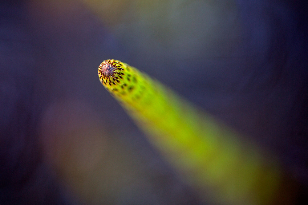 Torpedo