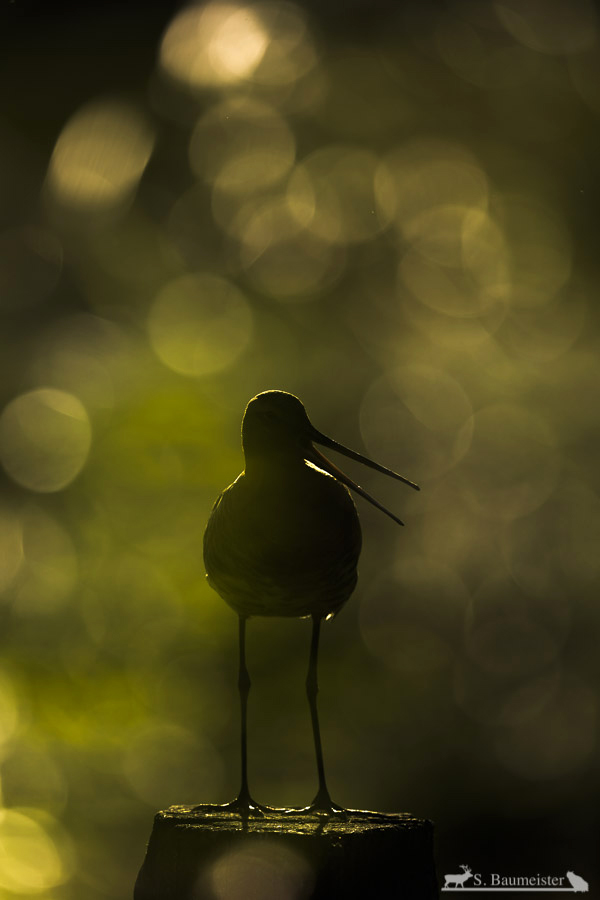 Sängerin im Dicokugel-Licht