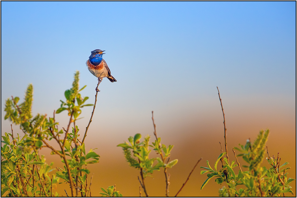 Blaukehlchen im Abendlicht