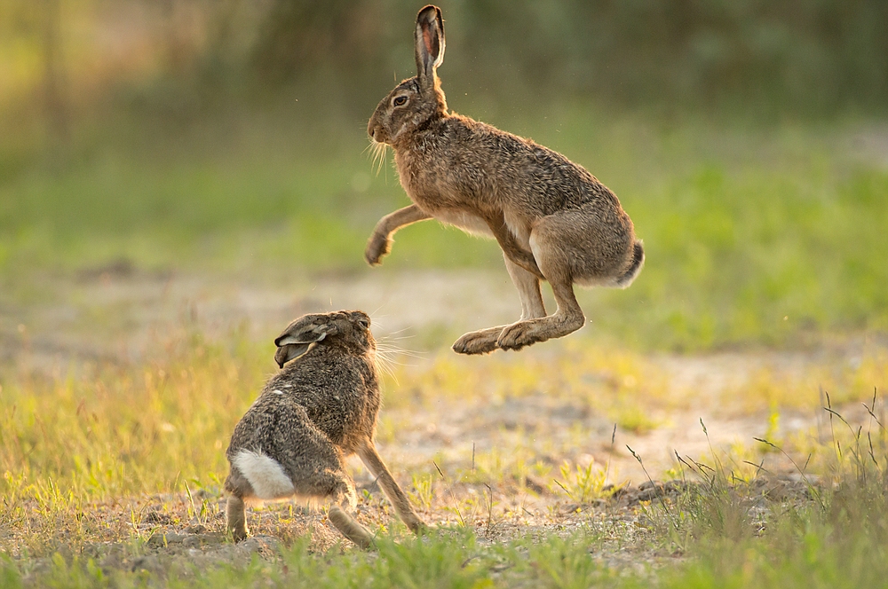 "...fliegender Hase..."