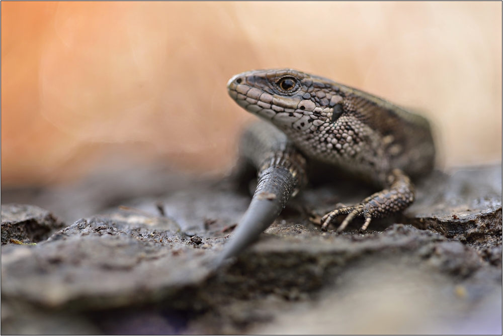 Zootoca vivipara