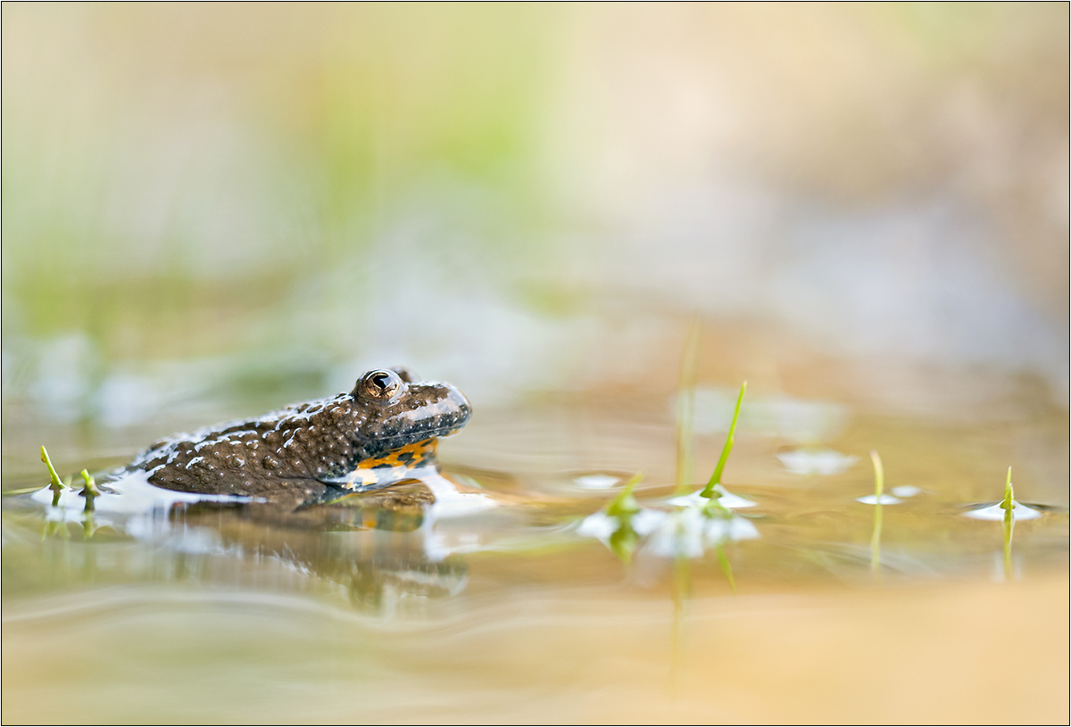 "Spitzwarziger Froschlurch :-)"