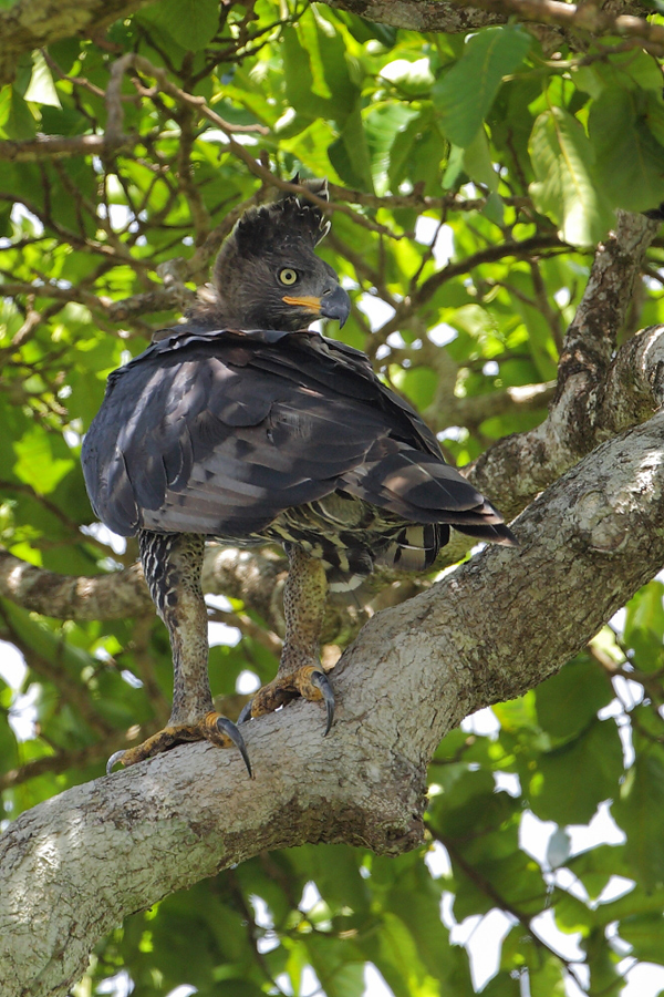 Kronenadler