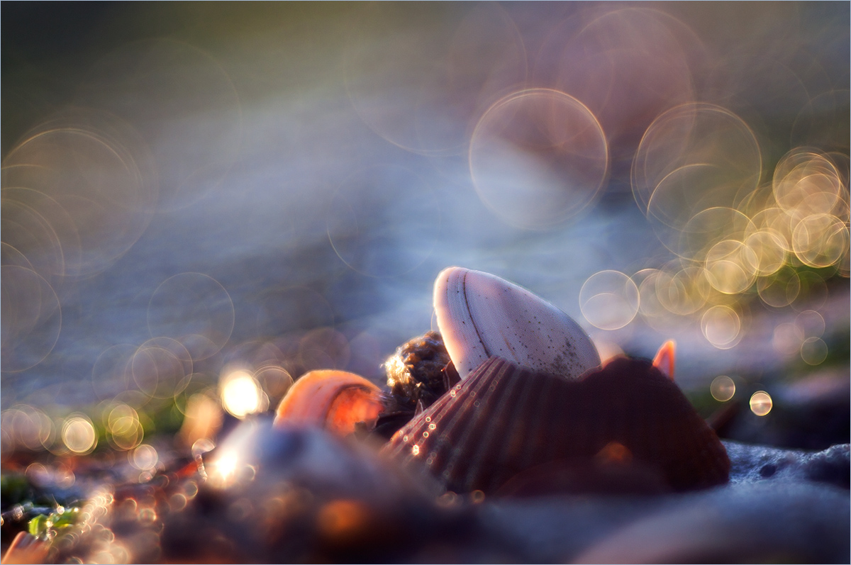 Muschelschalen in Kringelbegleitung