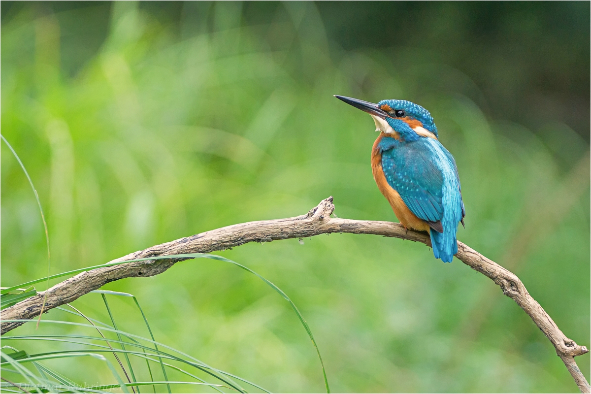 Eisvogel