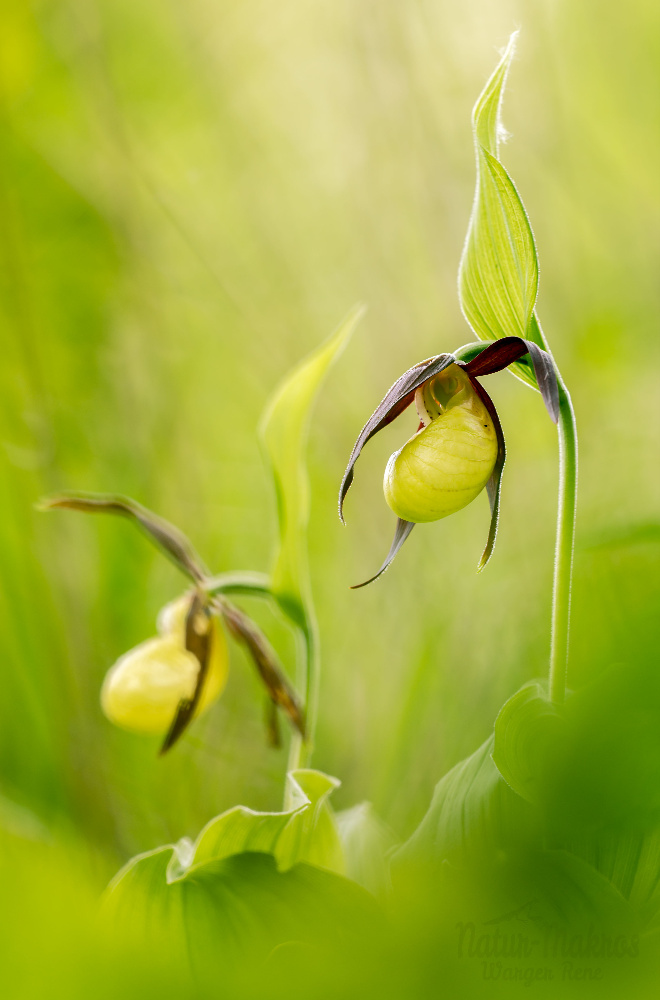 Cypripedium calceolus