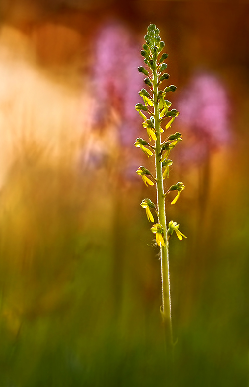 Abends auf der Orchiwiese ...