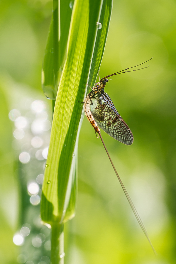 Eine Eintagsfliege