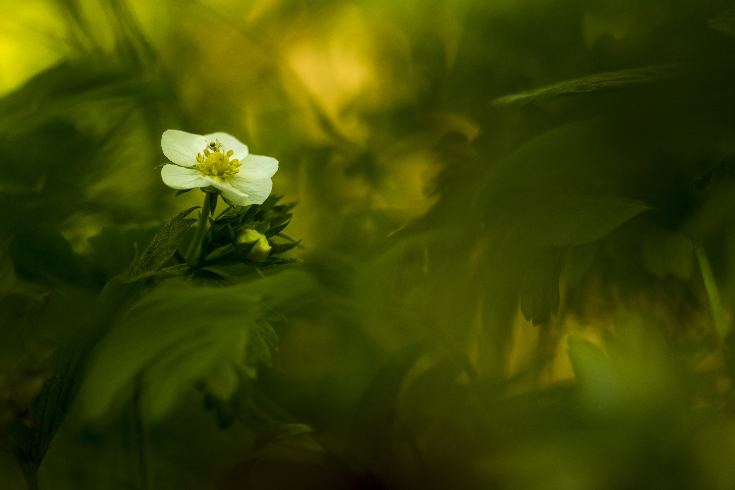 Wald-Erdbeere