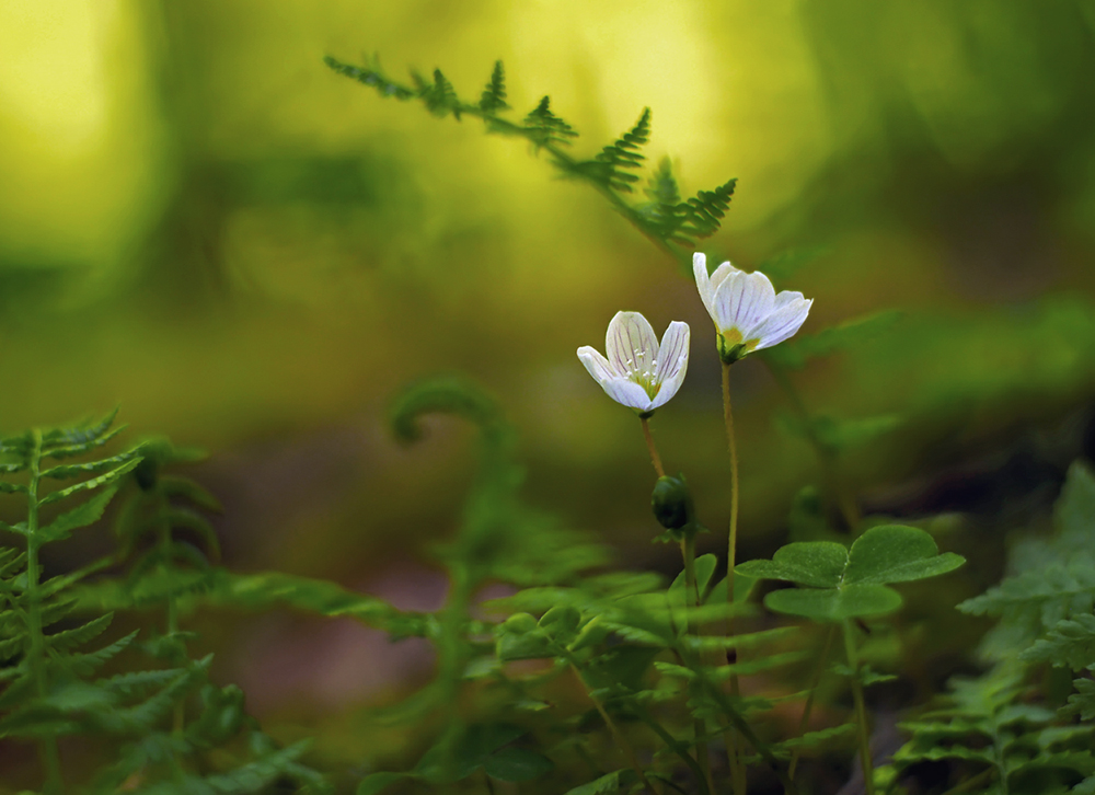 Das Blühen tief im Wald