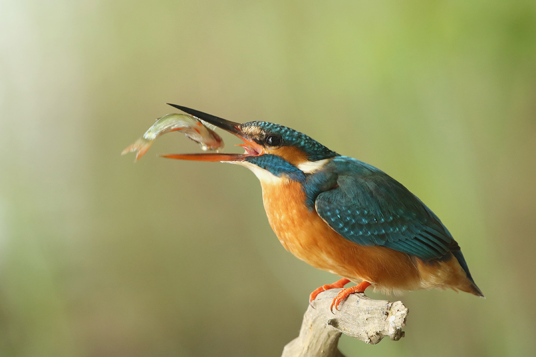 Fliegende Fische