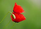 KLATSCH ....Mohn